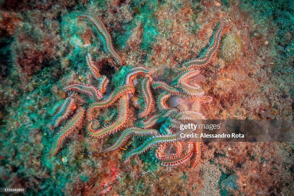 Tales of the Sea 2023 - Sicily, Diving Taormina