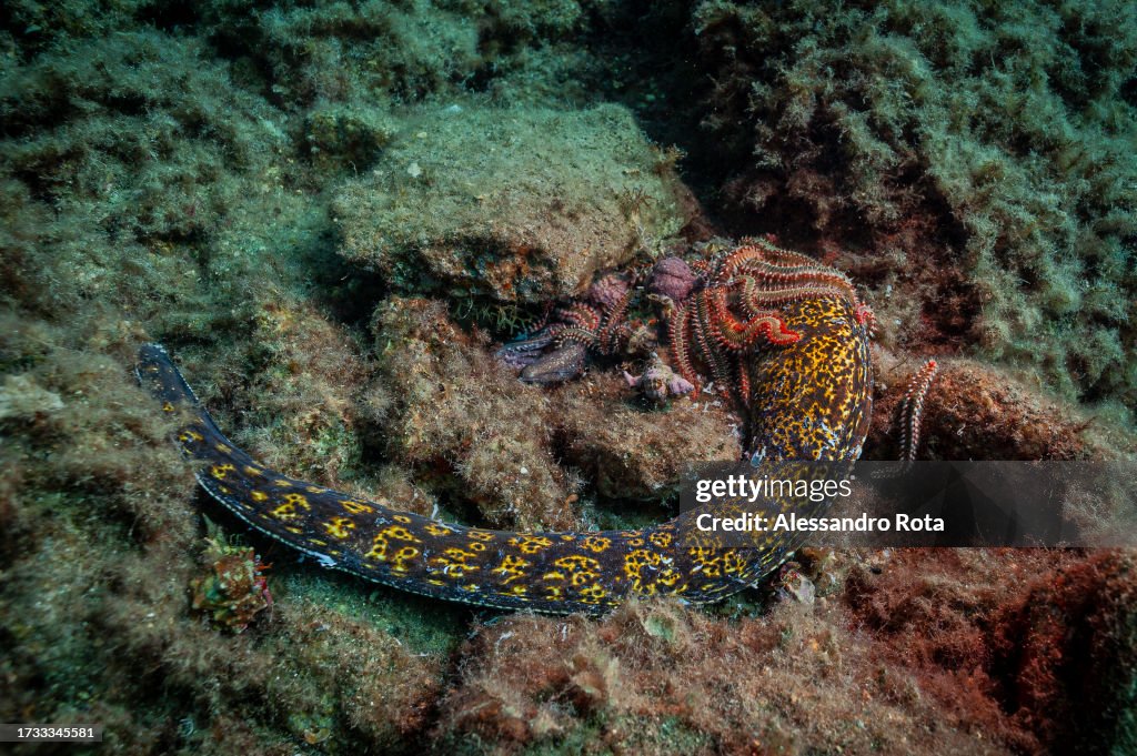 Tales of the Sea 2023 - Sicily, Diving Taormina