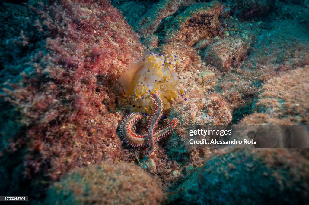 Tales of the Sea 2023 - Sicily, Diving Taormina