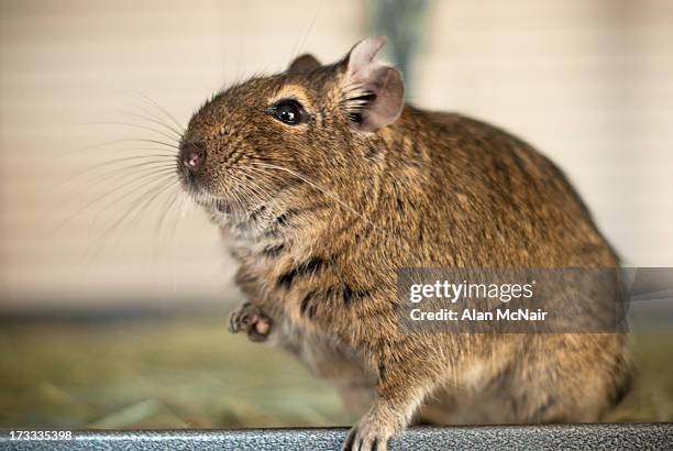 noodles the degu - degu stock pictures, royalty-free photos & images