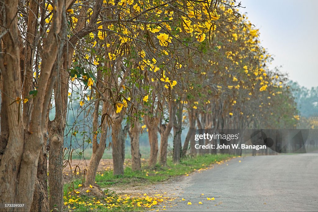 Fallen flowers on road, Chiang Rai, Thailand