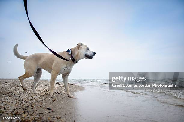 dog on the beach - racine wisconsin stock pictures, royalty-free photos & images