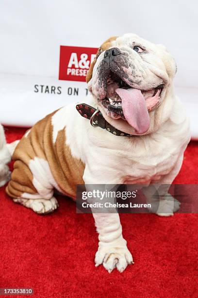 Actor dog Julio attends Abercrombie & Fitch's "Stars on the Rise" event at Abercrombie & Fitch on July 11, 2013 in Los Angeles, California.