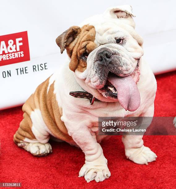 Actor dog Julio attends Abercrombie & Fitch's "Stars on the Rise" event at Abercrombie & Fitch on July 11, 2013 in Los Angeles, California.