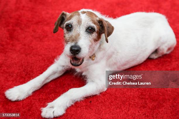 Actor dog Uggie attends Abercrombie & Fitch's "Stars on the Rise" event at Abercrombie & Fitch on July 11, 2013 in Los Angeles, California.