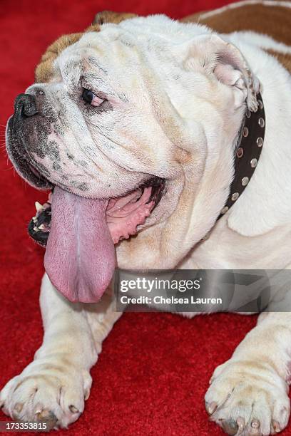 Actor dog Julio attends Abercrombie & Fitch's "Stars on the Rise" event at Abercrombie & Fitch on July 11, 2013 in Los Angeles, California.