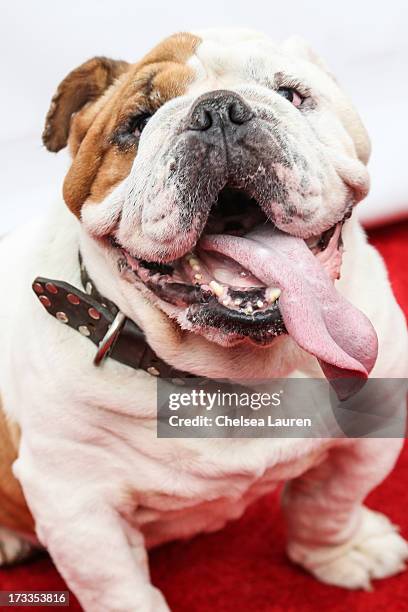 Actor dog Julio attends Abercrombie & Fitch's "Stars on the Rise" event at Abercrombie & Fitch on July 11, 2013 in Los Angeles, California.