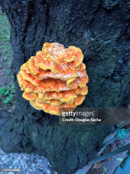 orange chicken mushroom (laetiporus species) - jack o lantern bildbanksfoton och bilder