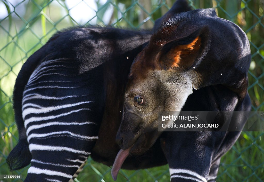 FRANCE-OKAPI-BIRTH-ZOO