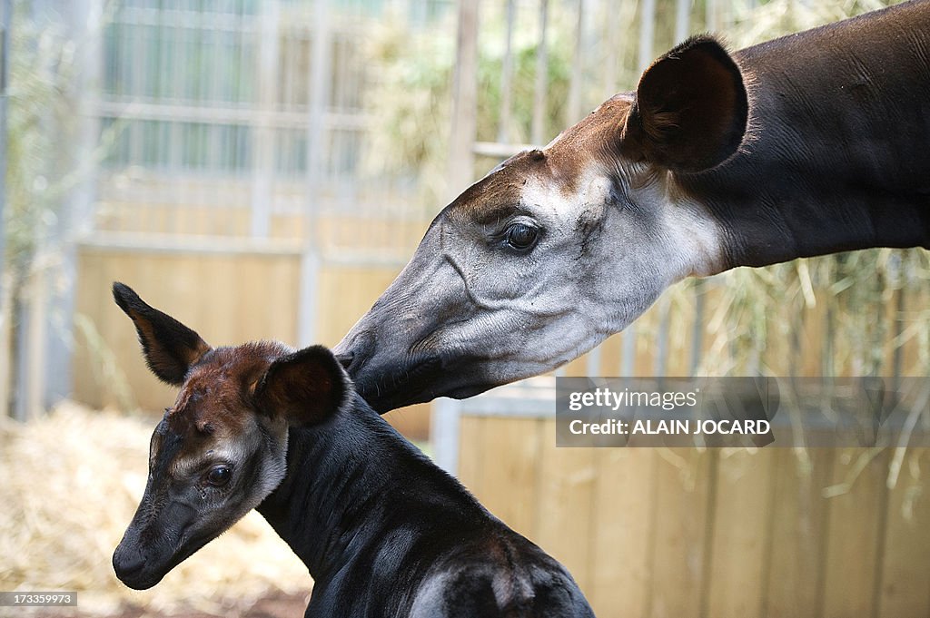 FRANCE-OKAPI-BIRTH-ZOO