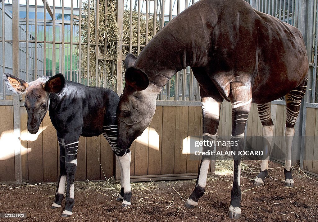 FRANCE-OKAPI-BIRTH-ZOO