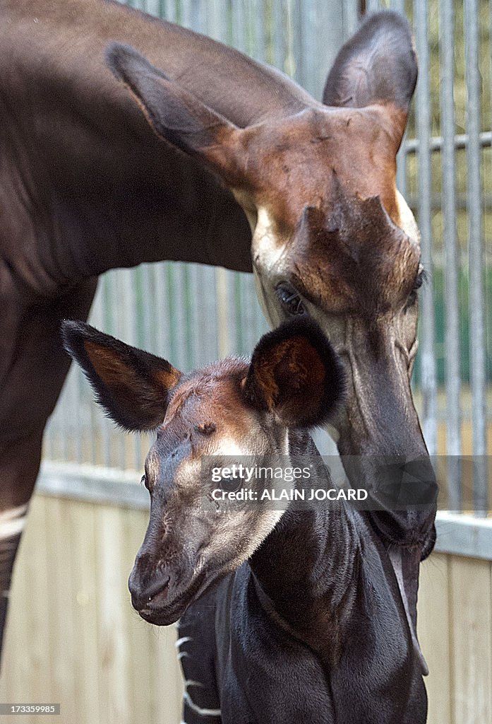 FRANCE-OKAPI-BIRTH-ZOO