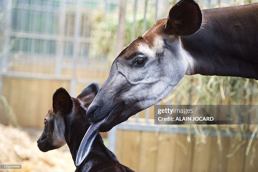 FRANCE-OKAPI-BIRTH-ZOO