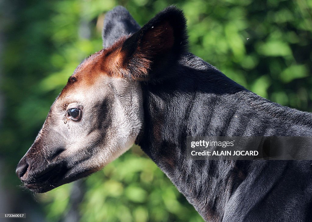 FRANCE-OKAPI-BIRTH-ZOO