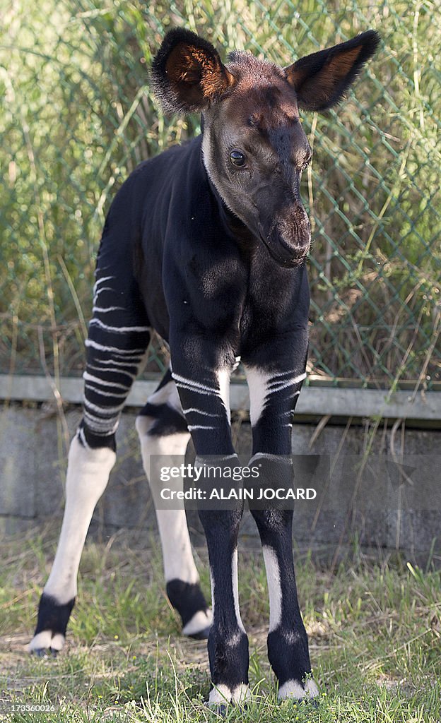 FRANCE-OKAPI-BIRTH-ZOO