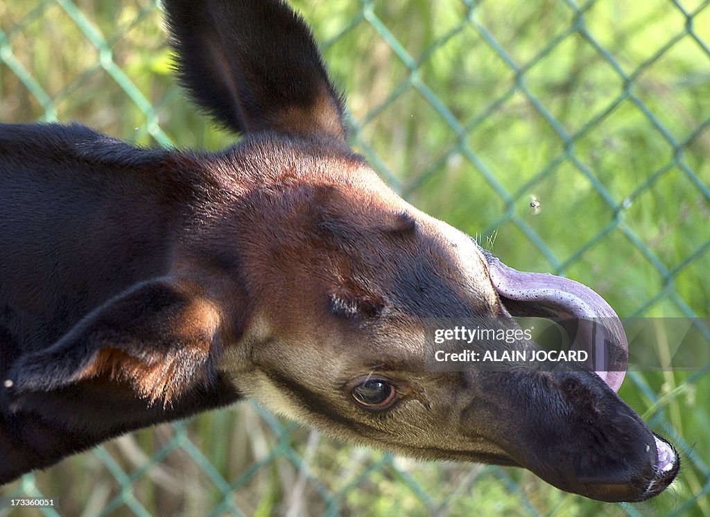 FRANCE-OKAPI-BIRTH-ZOO