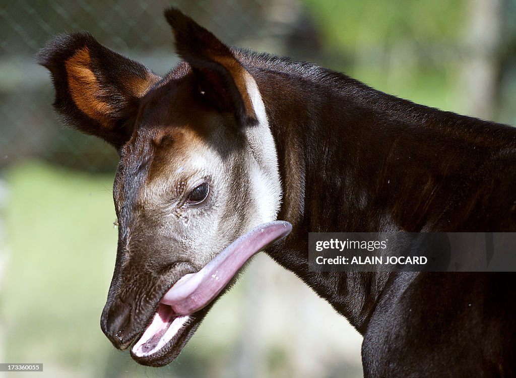 FRANCE-OKAPI-BIRTH-ZOO