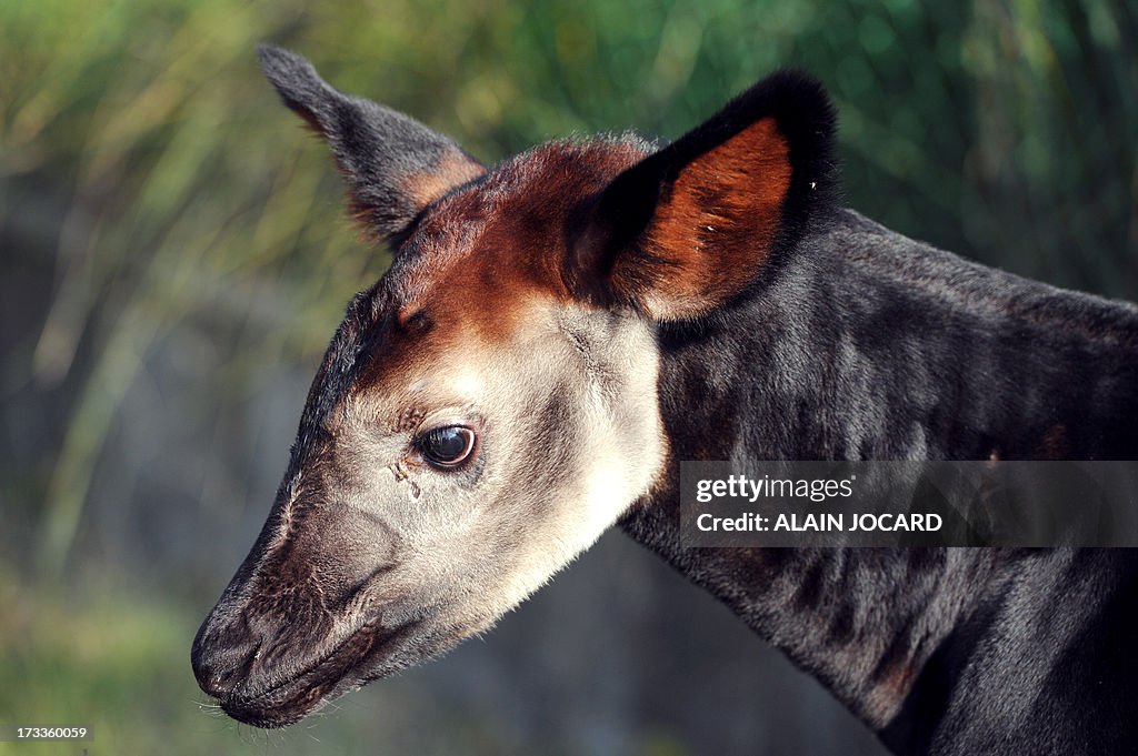 FRANCE-OKAPI-BIRTH-ZOO