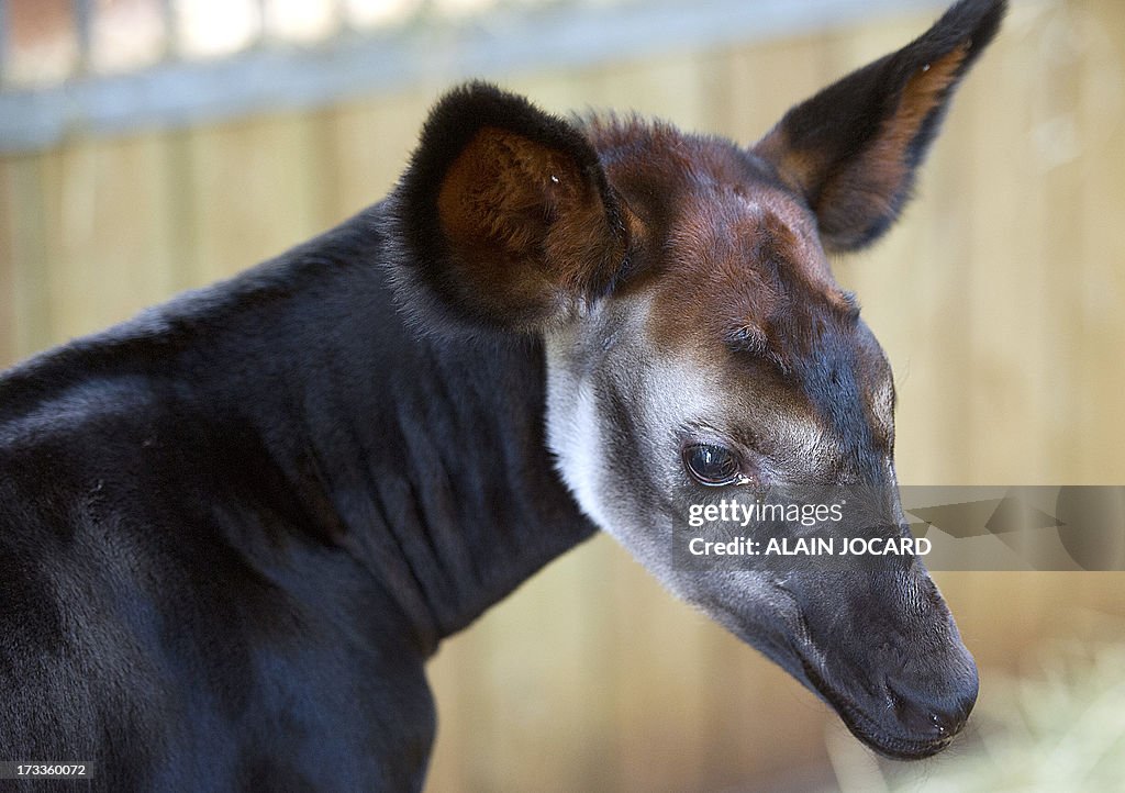 FRANCE-OKAPI-BIRTH-ZOO