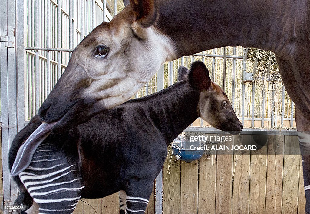 FRANCE-OKAPI-BIRTH-ZOO