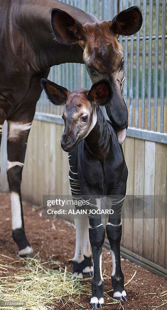 FRANCE-OKAPI-BIRTH-ZOO
