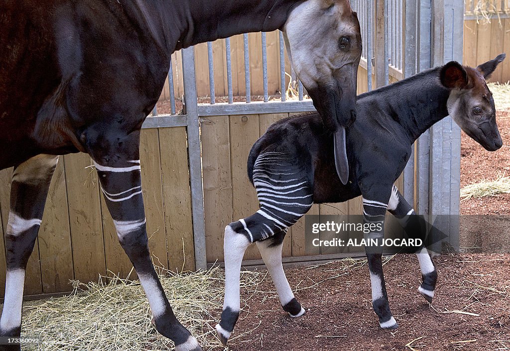 FRANCE-OKAPI-BIRTH-ZOO