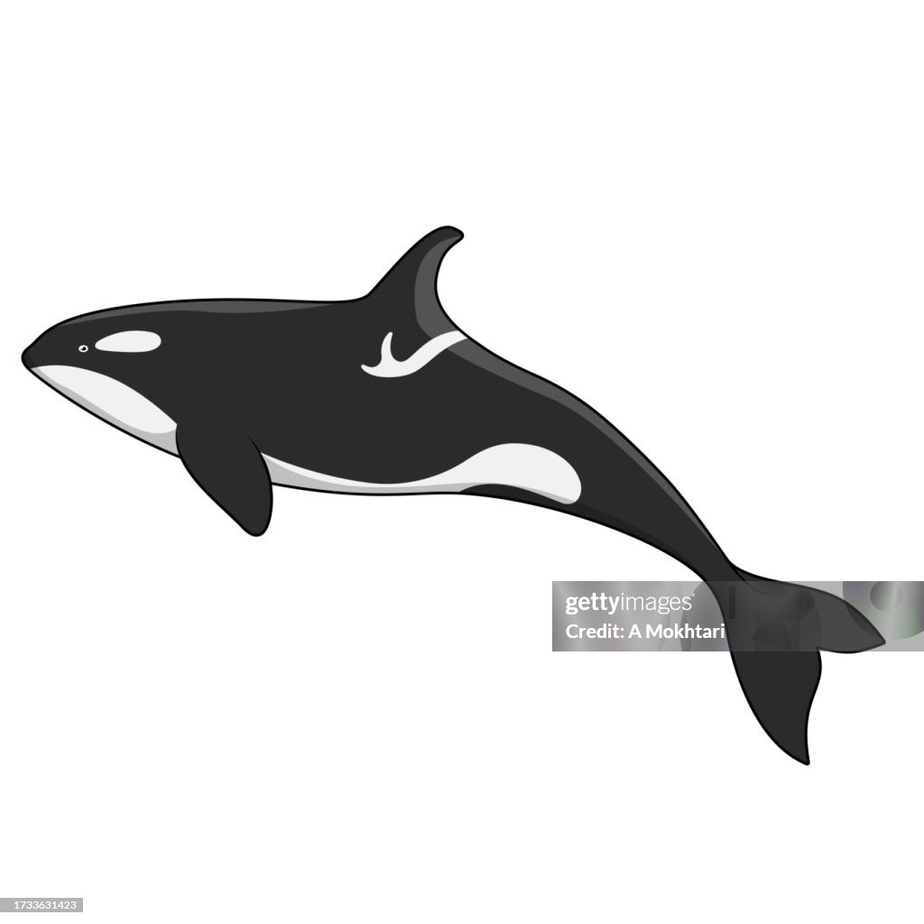 Orca Fish Illustration High-Res Vector Graphic - Getty Images