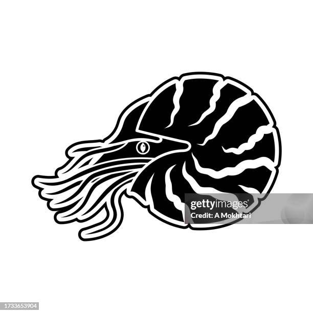 ilustraciones, imágenes clip art, dibujos animados e iconos de stock de icono de nautilus. - bivalvo