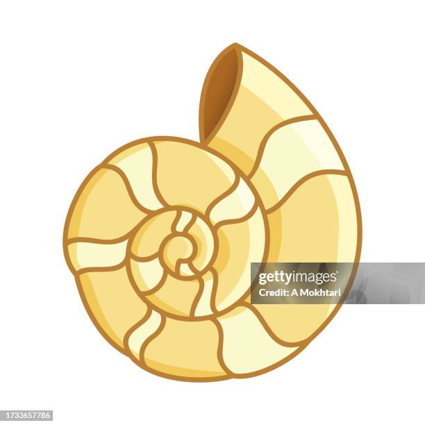 nautilus shell illustration. - cephalopod stock illustrations