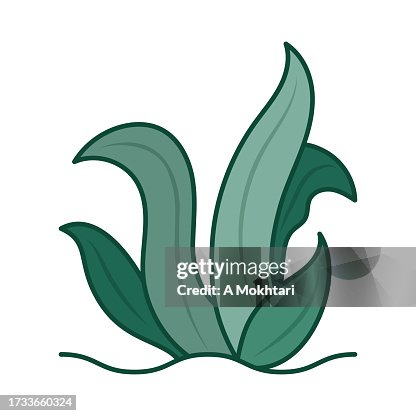 Algae icon and illustration. Algae icon and illustration.