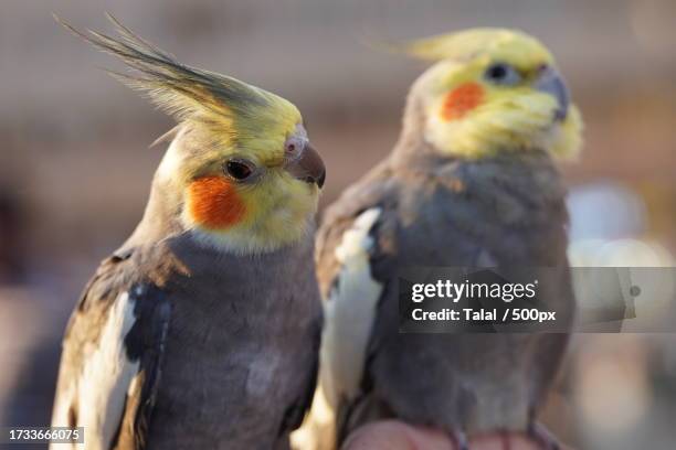 close-up of birds perching outdoors - cockatiel stock-fotos und bilder