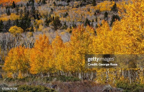 Thousands of Aspen trees turn bright red, yellow, and orange colors as fall arrives in the upper elevations of Fishlake National Forest on October...