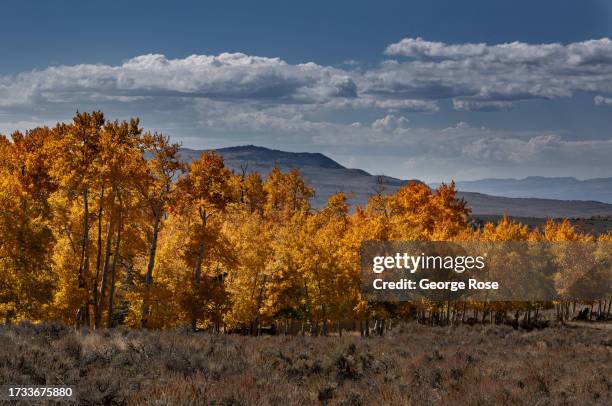 Thousands of Aspen trees turn bright red, yellow, and orange colors as fall arrives in the upper elevations of Fishlake National Forest on October...