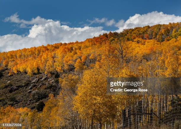 Thousands of Aspen trees turn bright red, yellow, and orange colors as fall arrives in the upper elevations of Fishlake National Forest on October...