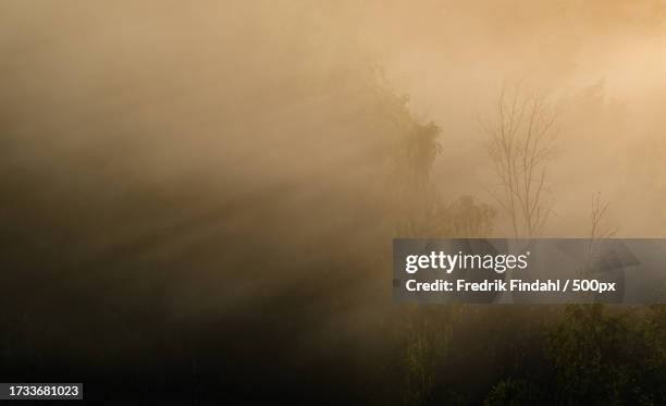 trees in foggy weather - årstid stock pictures, royalty-free photos & images