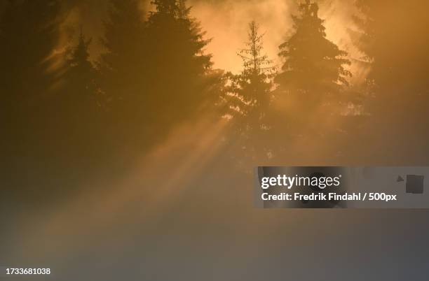 low angle view of silhouette of trees against sky during sunset - landskap stock-fotos und bilder