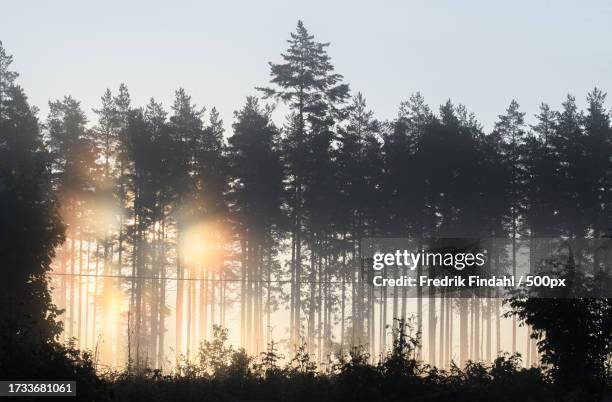 silhouette of trees in forest against sky during sunset - landskap fotografías e imágenes de stock