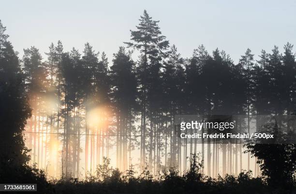 silhouette of trees in forest against sky during sunset - årstid - fotografias e filmes do acervo