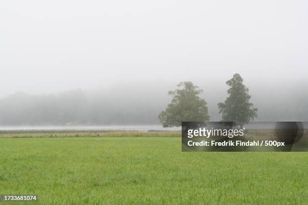 scenic view of field against sky during foggy weather - landskap stock-fotos und bilder