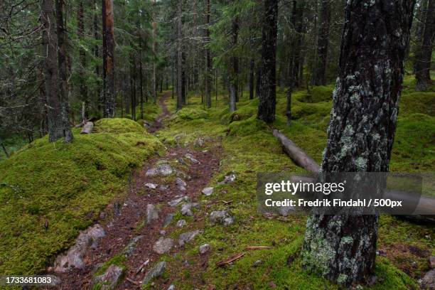 trees growing in forest - årstid - fotografias e filmes do acervo