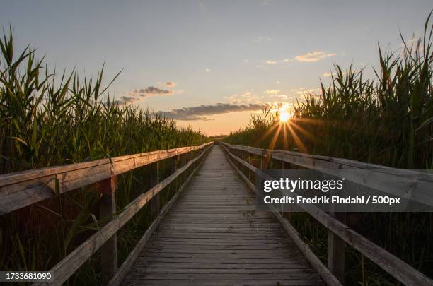 empty boardwalk amidst plants against sky during sunset - landskap fotografías e imágenes de stock