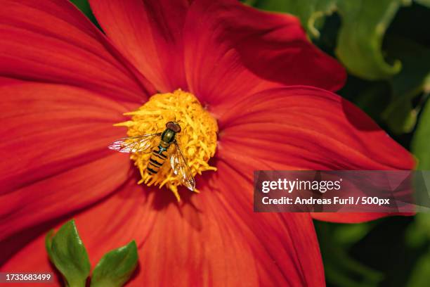 close-up of bee pollinating on red flower - gänseblümchen stock pictures, royalty-free photos & images