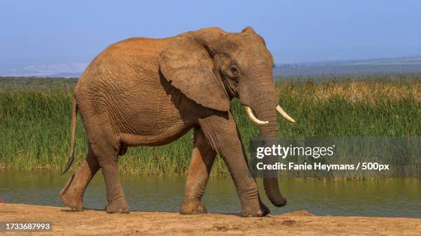 side view of african elephant standing by lake - olifant fotografías e imágenes de stock