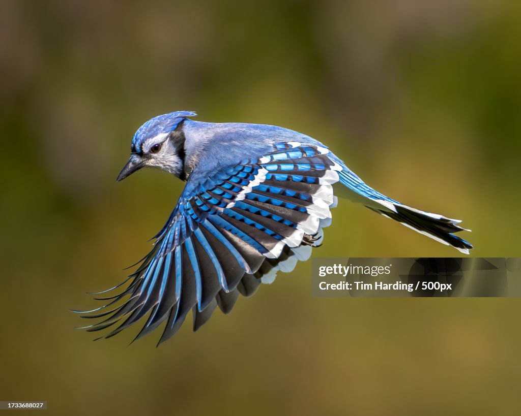 Close-up of blue jay flying outdoors