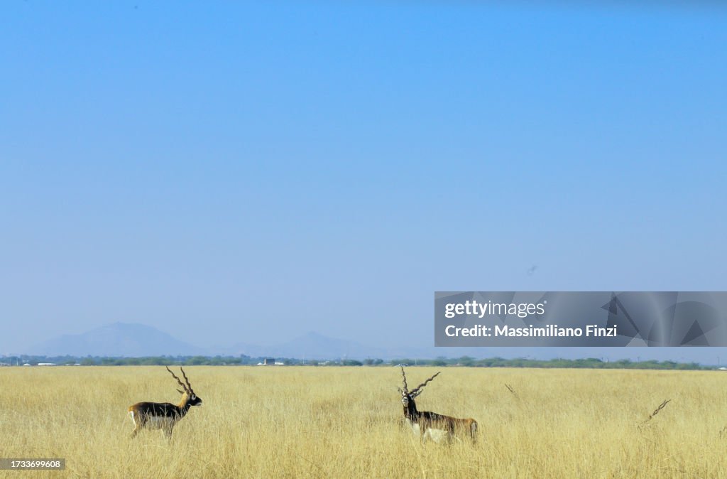 Blackbuck ( Antilope cervicapra ) in the wilderness area with high grass.
