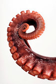 A deep red, curled octopus tentacle