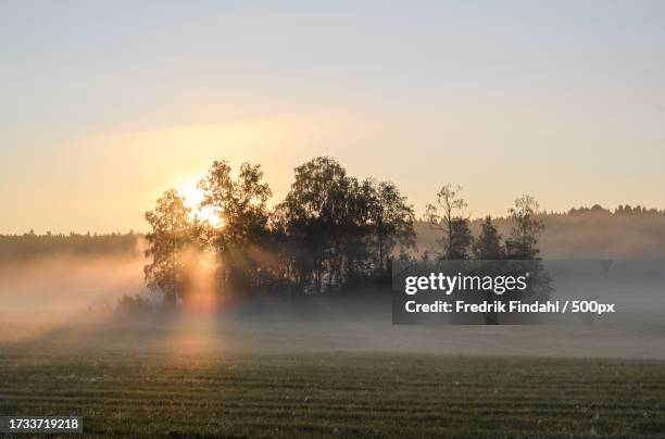 trees on field against sky during sunset - landskap fotografías e imágenes de stock