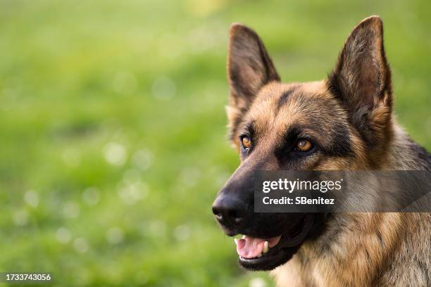 young german shepherd dog lying down on the grass - german shepherd stock pictures, royalty-free photos & images