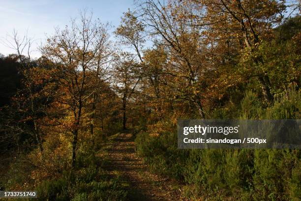 trees growing in forest during autumn - antiparasitic stock pictures, royalty-free photos & images