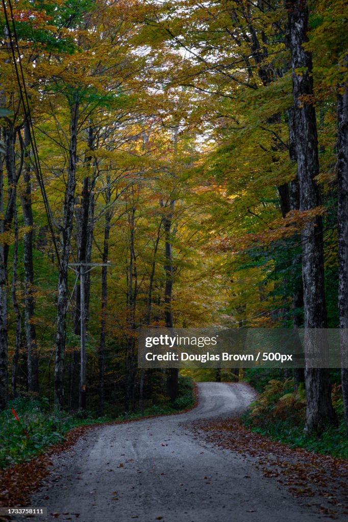 Empty road amidst trees in forest during autumn,Lenox,Massachusetts,United States,USA
